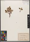 Foto von Salix reticulata L.